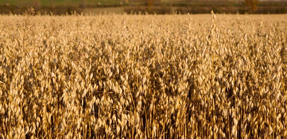 6 Keys to Producing Food-Grade Oats