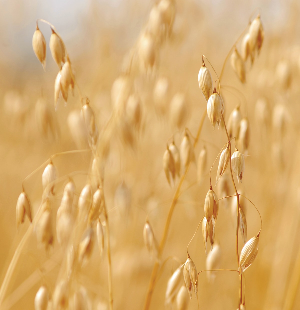 Thin Rolled Oats